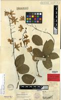Isolectotype of Petrea kohautiana C.Presl [family VERBENACEAE]
