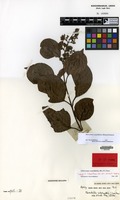 Isotype of Ecdysanthera schrieckii Van Heurck & Müll.Arg. [family APOCYNACEAE]