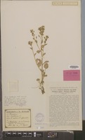 Type of Cochlearia hollandica Henrard [family CRUCIFERAE]