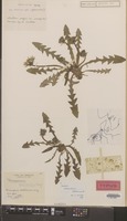 Type of Taraxacum atactum Sahlin & Soest [family COMPOSITAE]