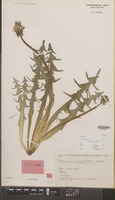Type of Taraxacum exsertum Hagend., Soest & Zevenb. [family COMPOSITAE]