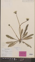 Holotype of Taraxacum excellens Dahlst. [family COMPOSITAE]