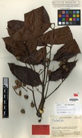 Holotype of Alectryon myrmecophilus Leenh. [family SAPINDACEAE]