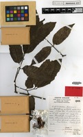 Isotype of Elattostachys microcarpa S.T.Reynolds [family SAPINDACEAE]