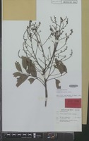 Isotype of Guioa sulphurea Radlk. [family SAPINDACEAE]