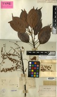 Type of Elaeocarpus floribundus Blume [family ELAEOCARPACEAE]
