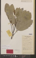 Holotype of Rhysotoechia applanata Etman [family SAPINDACEAE]