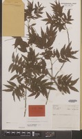 Isotype of Sarcotoechia serrata S.T.Reynolds [family SAPINDACEAE]