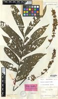 Isotype of Talisia setigera Radlk. [family SAPINDACEAE]