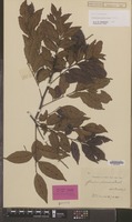 Isotype of Toechima plurinerve Radlk. [family SAPINDACEAE]