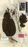 Type of Turpinia grandis B.L.Linden [family STAPHYLEACEAE]