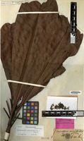 Syntype of Campnosperma wallichii King [family ANACARDIACEAE]