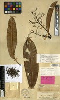 Lectotype of Mangifera oblongifolia Hook.f. [family ANACARDIACEAE]
