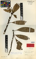 Isotype of Mangifera pseudoindica Kosterm. [family ANACARDIACEAE]