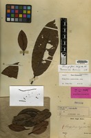 Isolectotype of Mangifera rigida Blume [family ANACARDIACEAE]