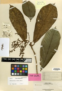 Type of Melanochyla elmeri Merr. [family ANACARDIACEAE]