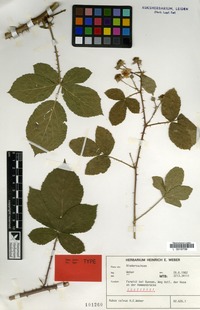 Isotype of Rubus calvus H.E.Weber [family ROSACEAE]