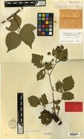 Lectotype of Rubus pallidus Sudre var. pseudoerubescens Sudre [family ROSACEAE]