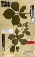 Syntype of Rubus hirtifolius P.J.Müll. & Wirtgen [family ROSACEAE]