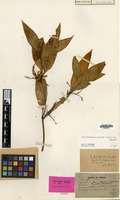 Isotype of Aerva curtisii Oliv. [family AMARANTHACEAE]
