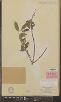 Isotype of Ficus antithetophylla Steud. ex Miq. [family MORACEAE]