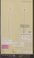 Isotype of Kyllinga albescens Steud. [family CYPERACEAE]