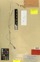 Syntype of Avena hispanica Lange [family GRAMINEAE]