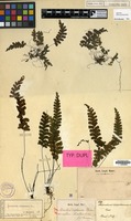 Isotype of Adiantum diaphanum Blume [family PTERIDOPHYTA]