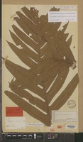 Isotype of Polypodium coronans Mett. [family PTERIDOPHYTA]