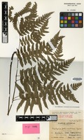 Isotype of Diplazium yakumontanum Tagawa [family PTERIDOPHYTA]