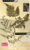 Type of Polypodium hasseltii Blume [family PTERIDOPHYTA]