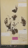 Type of Lemmaphyllum microphyllum C.Presl [family PTERIDOPHYTA]