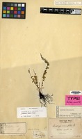 Holotype of Lindsaea gracilis Blume [family PTERIDOPHYTA]