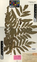 Isotype of Osmunda lancea Thunb. var. latipinnula Tagawa [family PTERIDOPHYTA]