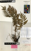 Isotype of Plagiogyria koidzumii Tagawa [family PTERIDOPHYTA]