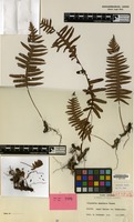 Isotype of Polypodium amamianum Tagawa [family PTERIDOPHYTA]