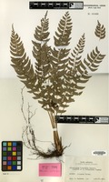 Isotype of Polystichum iriomotense Tagawa [family PTERIDOPHYTA]