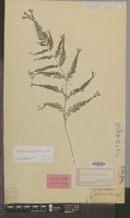 Syntype of Asplenium niponicum Mett. [family PTERIDOPHYTA]