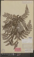 Syntype of Aspidium maximowiczianum Miq. [family DRYOPTERIDACEAE]