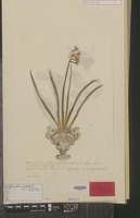 Syntype of Hyacinthus orientalis L. [family LILIACEAE]