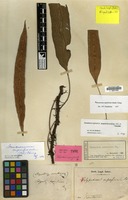 Type of Polypodium superficiale Blume [family PTERIDOPHYTA]