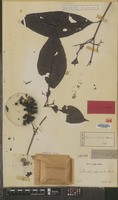 Holotype of Pavetta ciliolata Korth. [family RUBIACEAE]
