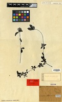 Type of Pavetta parvifolia Vidal [family RUBIACEAE]