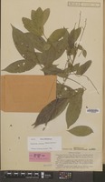 Isoneotype of Ptelea arborea Blanco [family RUTACEAE]