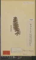 Holotype of Polypodium niponicum Mett. [family PTERIDOPHYTA]
