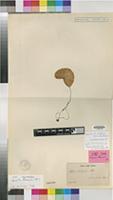 Lectotype of Pogonia thouarsii Blume [family ORCHIDACEAE]