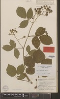 Holotype of Rubus campaniensis Winkel ex A.Beek [family ROSACEAE]