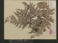 Syntype of Aspidium nodosum Blume [family DRYOPTERIDACEAE]