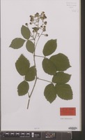 Holotype of Rubus campaniensis Winkel ex A.Beek [family ROSACEAE]