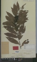 Lectotype of Castanea crenata Siebold & Zucc. [family FAGACEAE]